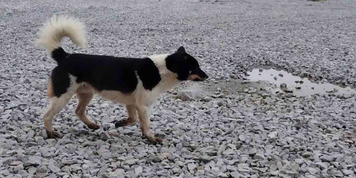 New Guinea Singing Dog  atau yang dikenal masyarakat setempat sebagai anjing bernyanyi di dataran tinggi Papua.